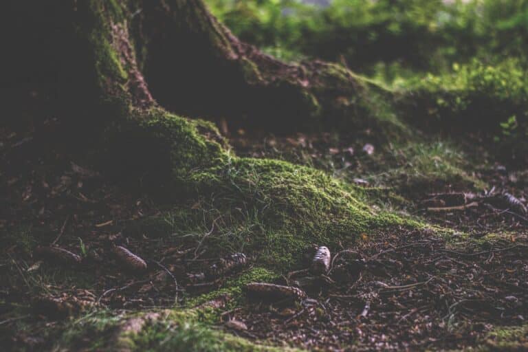 Green Moss on Tree Root
