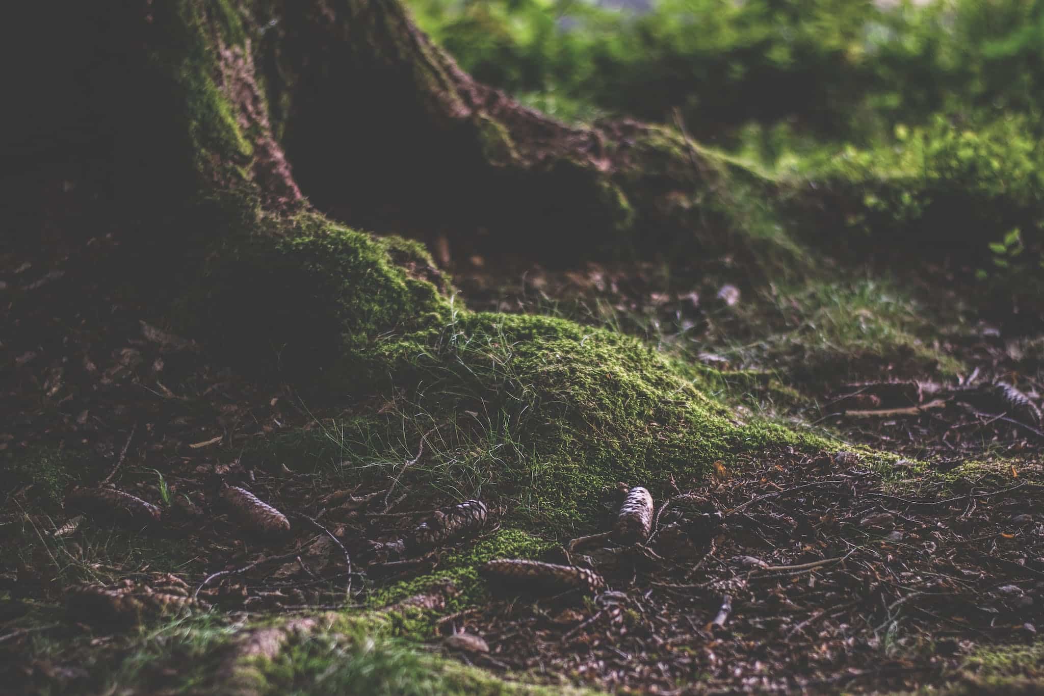 Green Moss on Tree Root